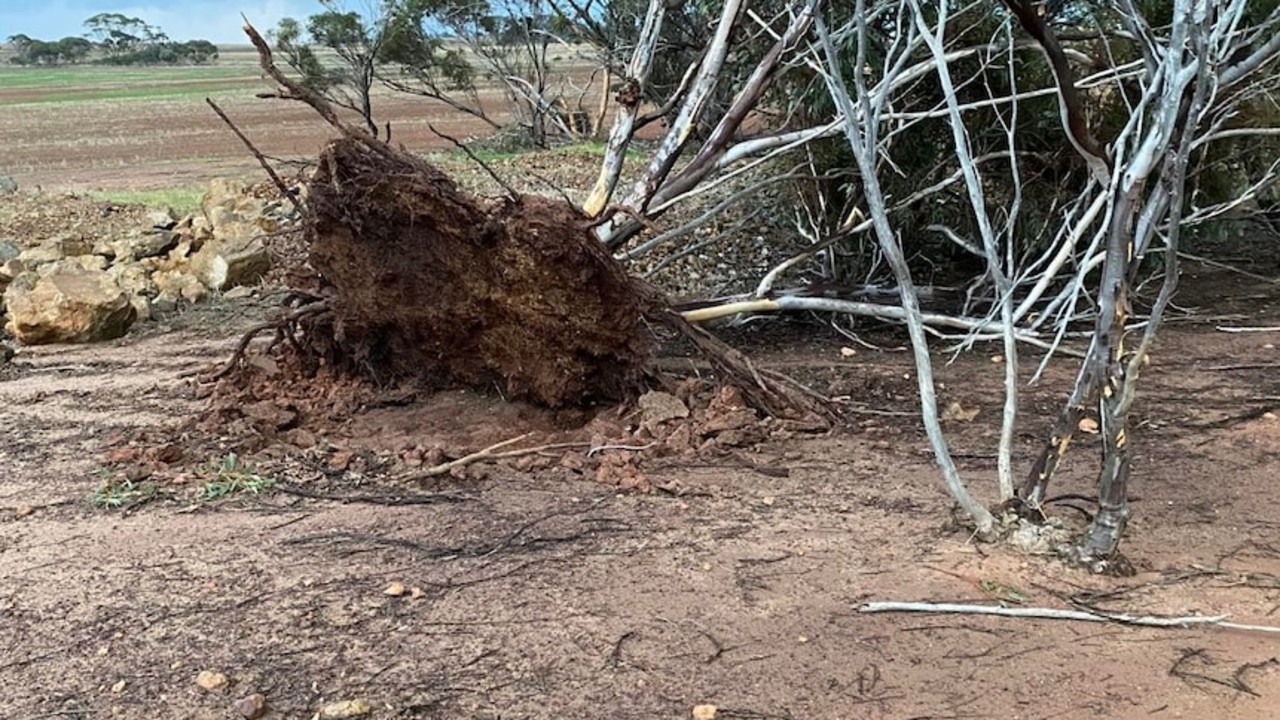 The tornado spun through the paddocks pulling out trees in it’s path. Picture: Supplied/Kristian Chatfield