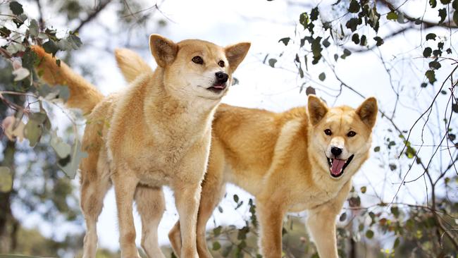 Indigenous Australians have also called for dingoes to return to parts of Victoria. Picture: Sarah Matray