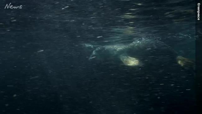 Immerse yourself: What it's like to swim with sea lions