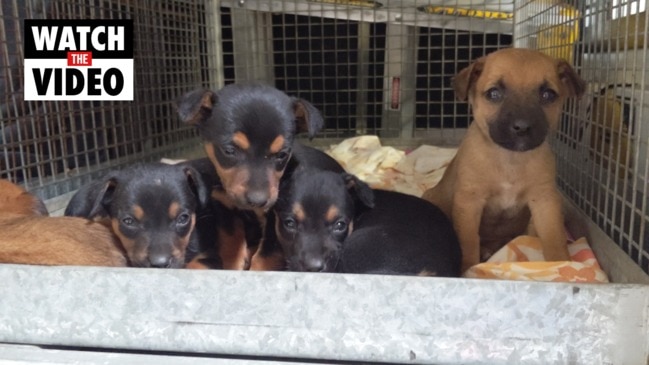 Rspca Sa Eight Puppies Dumped In Rest Stop Bin The Advertiser 