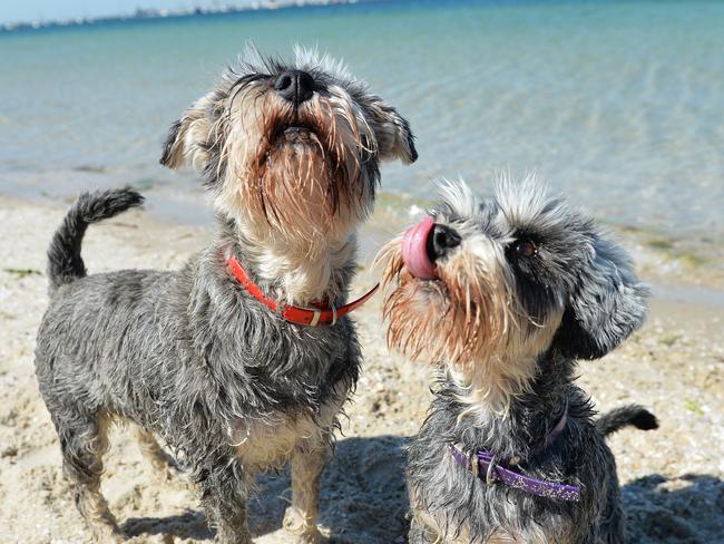 My Day on Instagram. Mini Schnauzers (L-R) Seba and Charlise at West Beach, St Kilda. A simple background and sunlight facing the dogs makes them stand out. Treats are always handy when photographing dogs. Picture: Josie Hayden