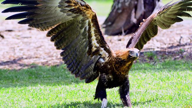 The wedge-tailed eagle has a fraught relationship with farmers. Picture: Pip Grant-Taylor