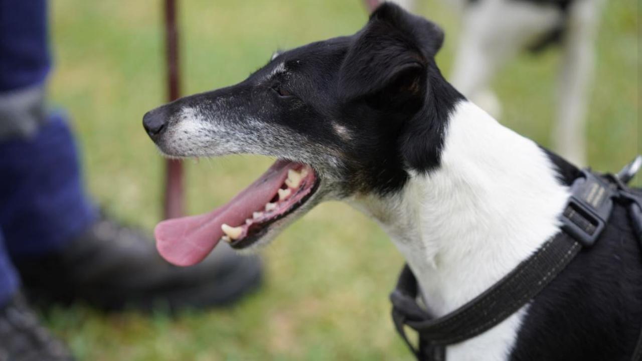 Holly the rat dog celebrates her birthday. Picture: Brisbane City Council