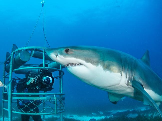 Cage divers come face-to-face with a great white shark at Neptune Islands off the coast of Port Lincoln. Pictures: Andrew Fox