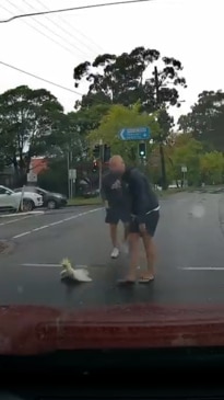 Touching moment men stop traffic to assist a cockatoo to safety