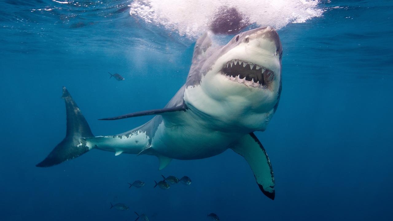 The great white was classified as a protected species by the NSW government in 1996.