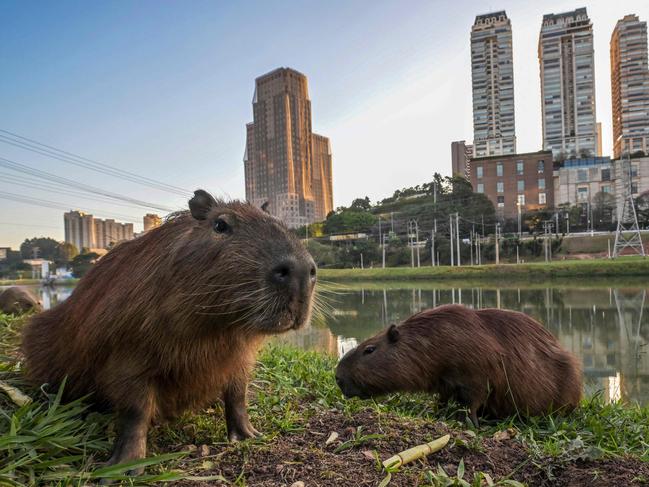 Capybaras munch on the bank of the Pinheiros River in Brazil’s Sao Paulo, which, until recently, was unsuitable for animal life. After three years of work to reduce water pollution, the state says it has achieved its goals. Picture: Nelson Almeida/AFP