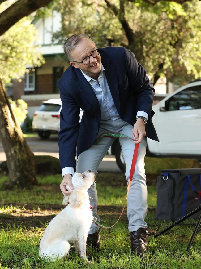 Toto is Albo’s number one supporter. Picture: Liam Kidston.