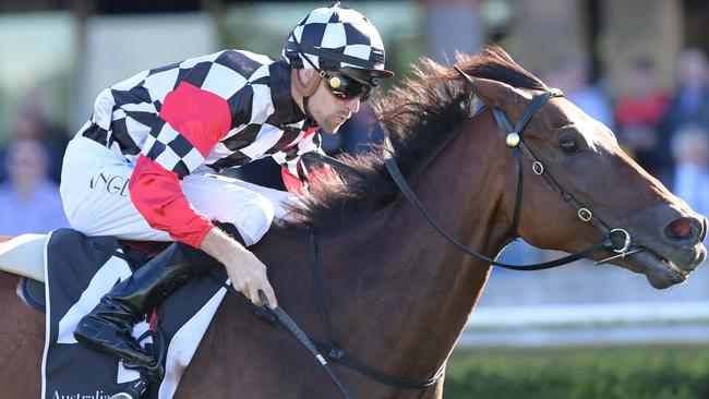 It’s hard to fault Collateral’s form. The gelding will be chasing his fifth straight win on Saturday. Picture: Simon Bullard