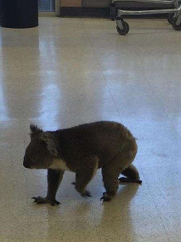 Caramello the koala wanders through Dernancourt Coles.                        <a class="capi-image" capiId="0e7898ee55f155ad23edc3fcb9759fb4"></a>