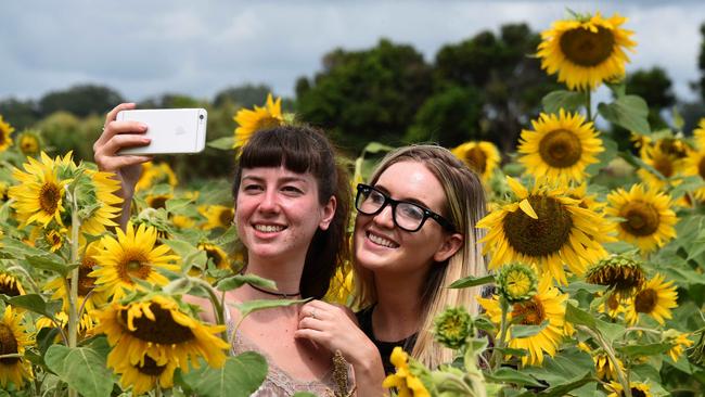 Ainsley McLucas and Eliza Hartigan at The Farm and Co Kingscliff sunflowers paddock. Photo: Steve Holland