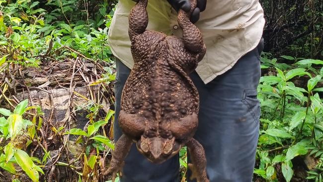 "Toadzilla" found in a north Queensland national park. Photo: Supplied Department of Environment and Science