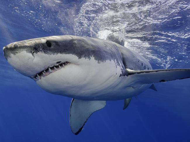 Biologists believe a Great White shark is responsible for Friday’s attack. Picture: Supplied