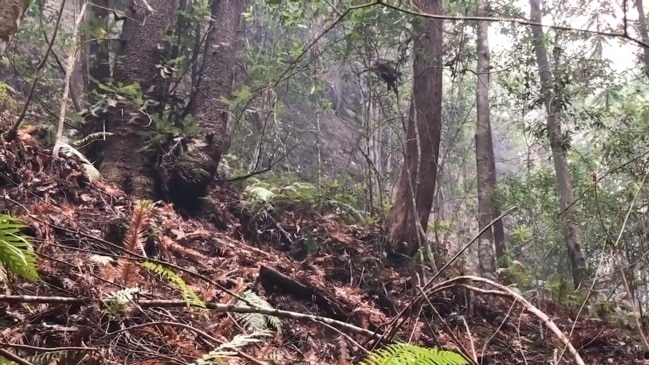 Operation to save rare Wollemi pines during bushfires