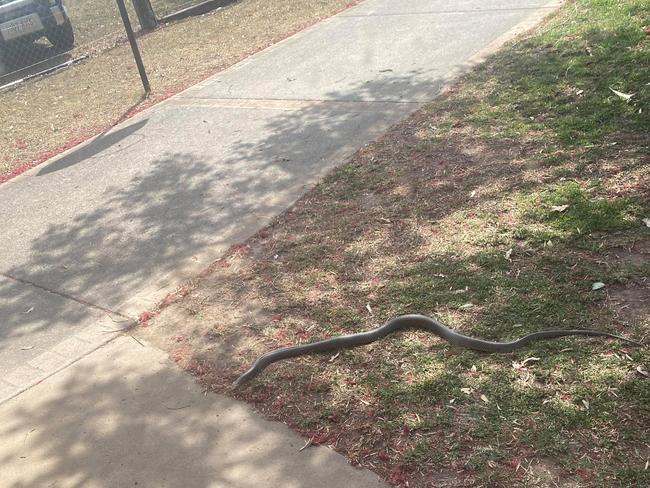 Rachel Chubb spotted this brown snake lurking in her front yard at Veteran this week.