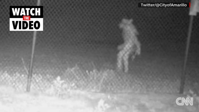 Terrifying picture shows unidentified creature roaming through Texas zoo