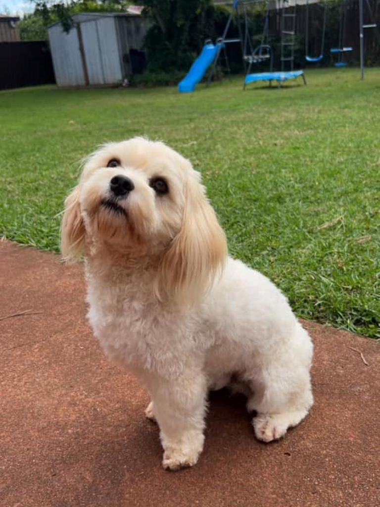 Chinchilla cutest dog 24