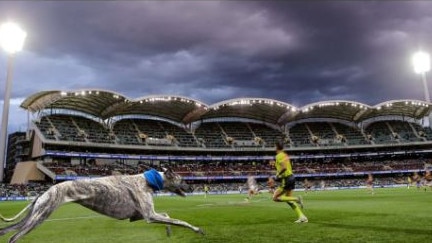 SA Police came up with a novel idea to deter pitch invaders. Picture: SA Police