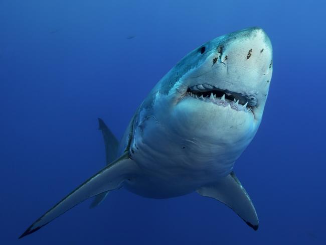 Great white sharks have been protected in NSW since 1996.