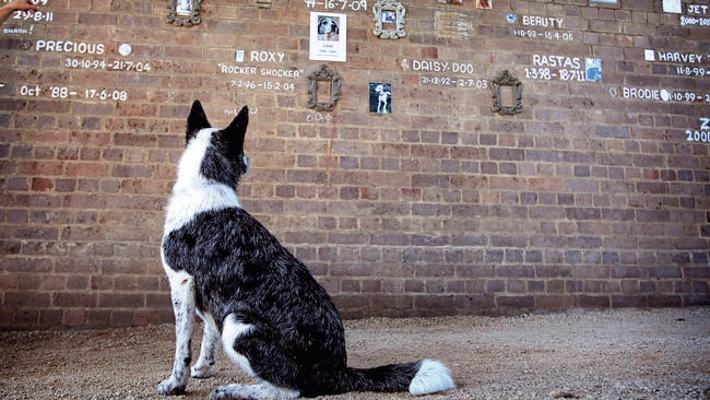 Spontaneous pet memorial a moving tribute to man s best friend in