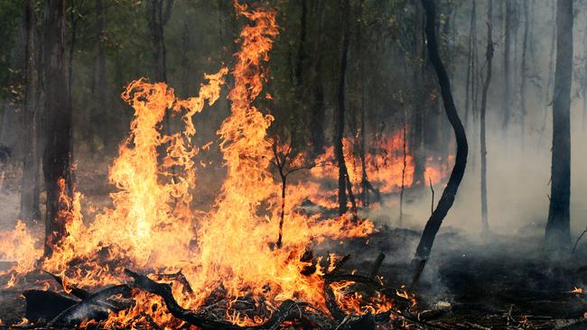 Mason Thomas Webb claimed to be affected by bushfires to access $30,000 in State Government grants. Picture: David Nielsen.