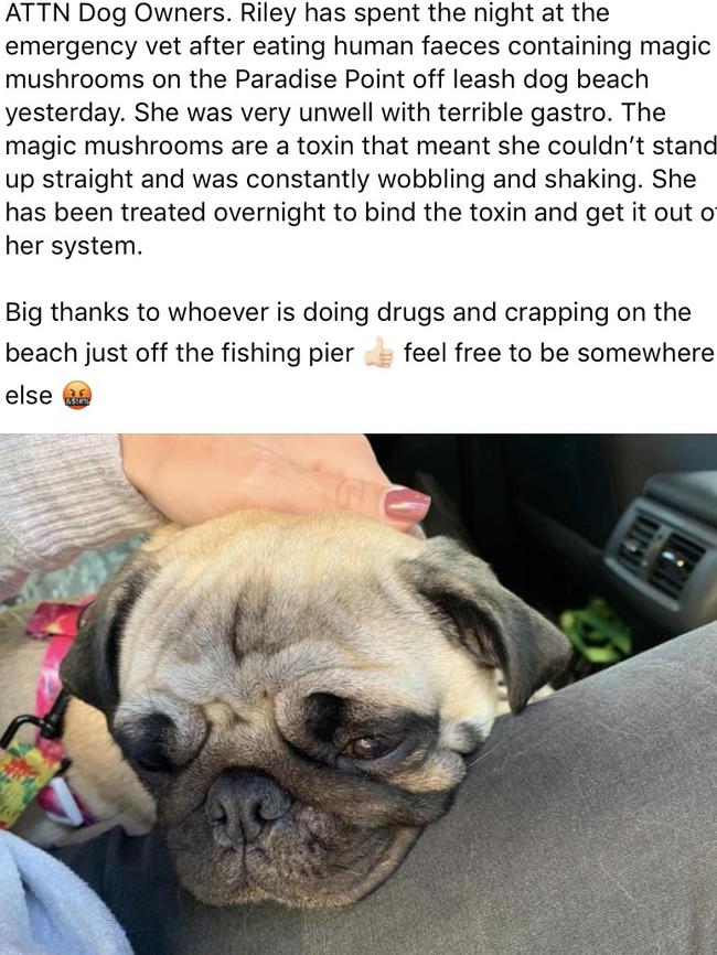 Mrs Lee’s post on social media warning others using the dog beach.