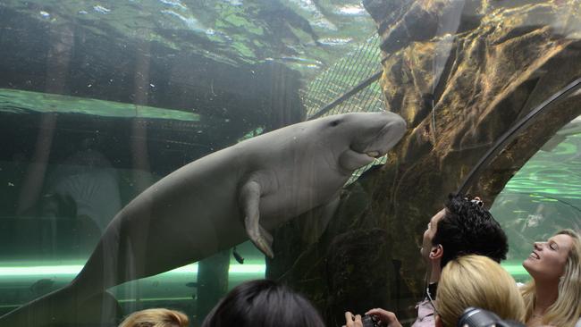 Angelina Jolie & Kids Visit the Sea Life Sydney Aquarium!: Photo