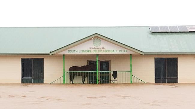 A horse seeks refuge on the verandah (second level) of the South Lismore FC clubhouse during the floods in February and March, 2022. Photo: Football Far North Coast.