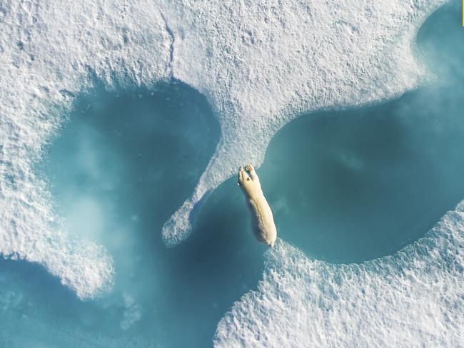 Photo by Florian Ledoux / National Geographic Nature Photographer of the Year contest Above the Polar Bear Dear future generation, I hope we will still be able to see the Arctic wildlife as we do now. It is threatened as the environment is changing. I was able to witness many scenes of wildlife and I can guarantee you this is the most beautiful thing I have ever seen.