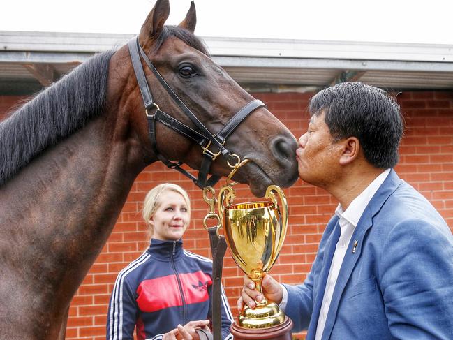 Caulfield Cup winner Mongolian Khan gets a close look at the cup as owner Mr Lin Lang aka Mr Wolf as strapper Sophia Orting looks on at his Flemington stable this morning, Melbourne. 18th October 2015. Picture: Colleen Petch.