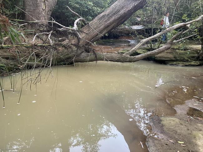 Water in Curl Curl Creek, which flows into Manly Dam and is home to the endangered Climbing Glaxias fish, affected by silt that ran off the school construction site in January. Picture: Save Manly Dam Catchment Committee