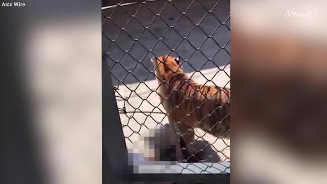 Shocking moment zookeeper is savaged by Tiger