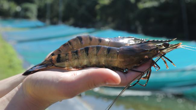 Seafarms aimed to farm these types of black tiger prawns for its now-shelved Project Sea Dragon