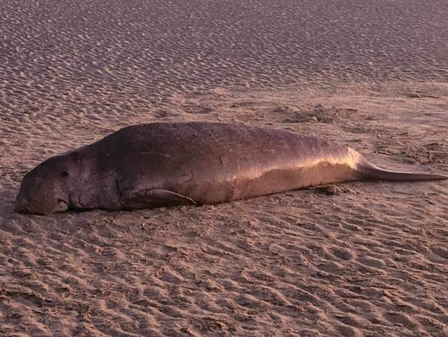 A dugong washed up on Kinka Beach on August 20.