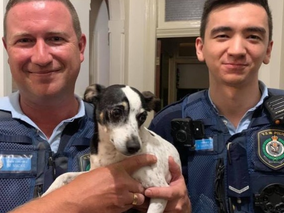 NSW Police tracked the missing dog to a home 5km away from where he disappeared. Picture: NSW Police