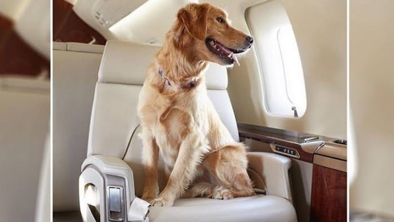 United Airlines in hot water over undeclared dogs