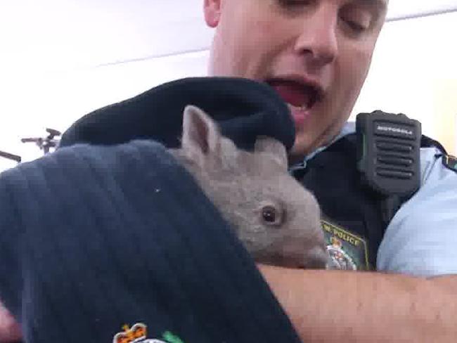 The eight-month-old, bare-nosed wombat’s mother was struck and killed by a car. Picture: NSW Police