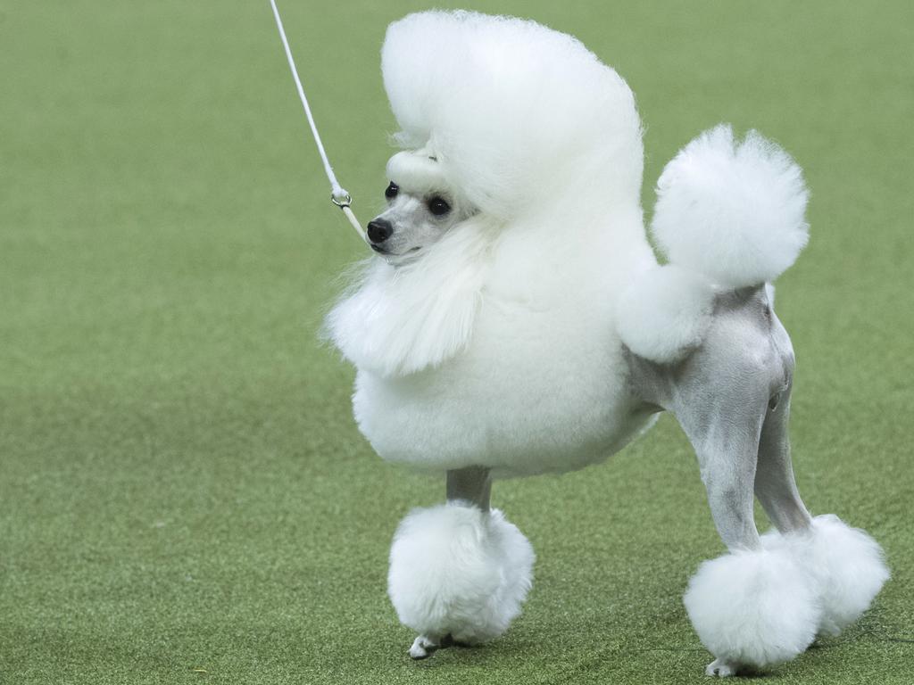 Cami, a toy poodle, competes in the Toy group during the 142nd Westminster Kennel Club Dog Show, Monday, Feb. 12, 2018, at Madison Square Garden in New York. (AP Photo/Mary Altaffer)