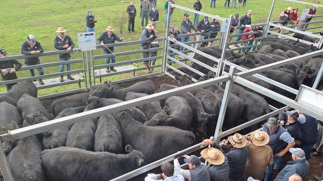 Feedlot competition intensified for heavy steers at Ballarat today, with JBS Swift, Teys Australia and Thomas Foods International all competing alongside other feedlot orders. Even Warrnambool processor Midfields made a rare appearance and purchased steers that were being sent to a feed yard in South Australia. Picture: Jenny Kelly