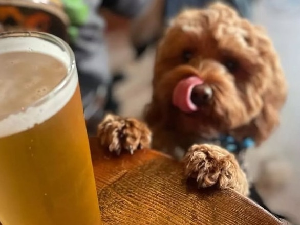 Punters have been left shattered after popular St Kilda drinking hole Freddie Wimpoles was forced to change its pet friendly policy. Picture: Instagram/freddie_wimpoles