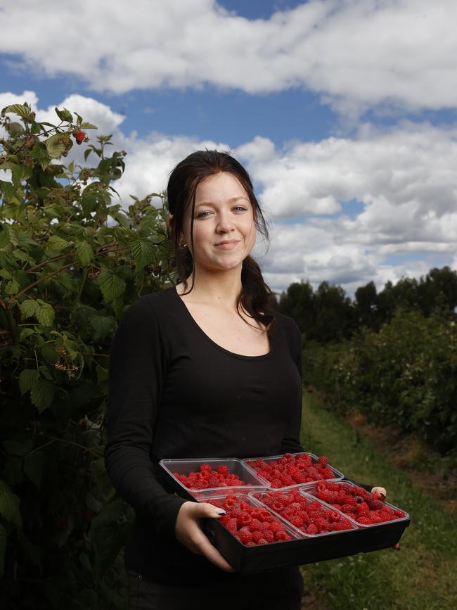 Rachel Smith who recently completed year 10 at New Norfolk High School and is working over Summer picking. Raspberries are being picked for Christmas at Westerway Raspberry Farm. Picture: Nikki Davis-Jones