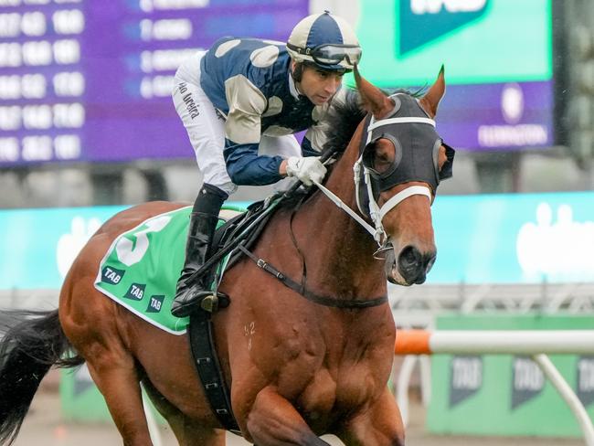 Buckaroo (GB) on the way to the barriers prior to the running of  the TAB Turnbull Stakes at Flemington Racecourse on October 05, 2024 in Flemington, Australia. (Photo by George Sal/Racing Photos via Getty Images)