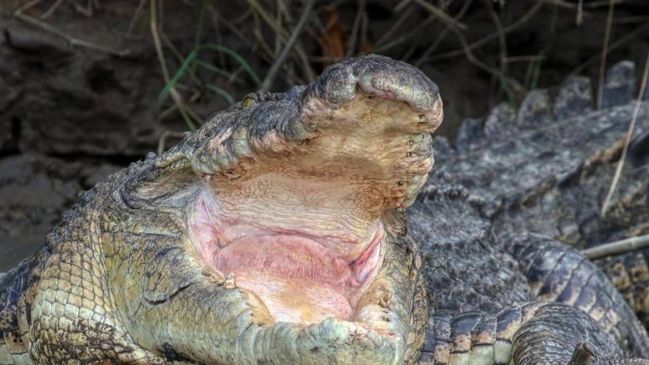 Senior statesman Scarface rules Daintree River, despite having few teeth and plenty of young male crocodiles seeking to claim his patch. There are about 70 adult crocodiles in the Daintree River. Picture: David White