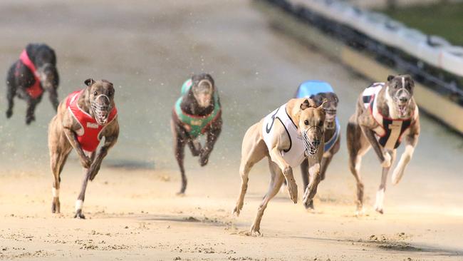 NSW greyhound ban: Mike Baird expected to backflip on new laws | news ...