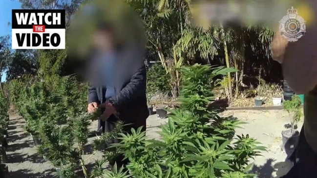 Cops Release Pictures From 1m Cannabis Bust At Yatala Man Charged The Australian 