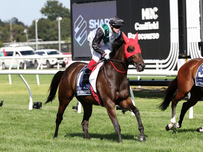 Mr Brightside (NZ) on the way to the barriers prior to the running of The Sharp EIT All-Star Mile at Caulfield Racecourse on March 16, 2024 in Caulfield, Australia. (Photo by George Sal/Racing Photos via Getty Images)