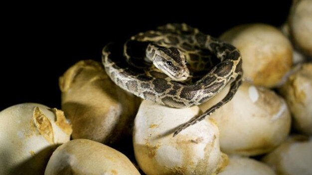 A freeze-dried Burmese python hatchling atop eggs. Picture: National Geographic