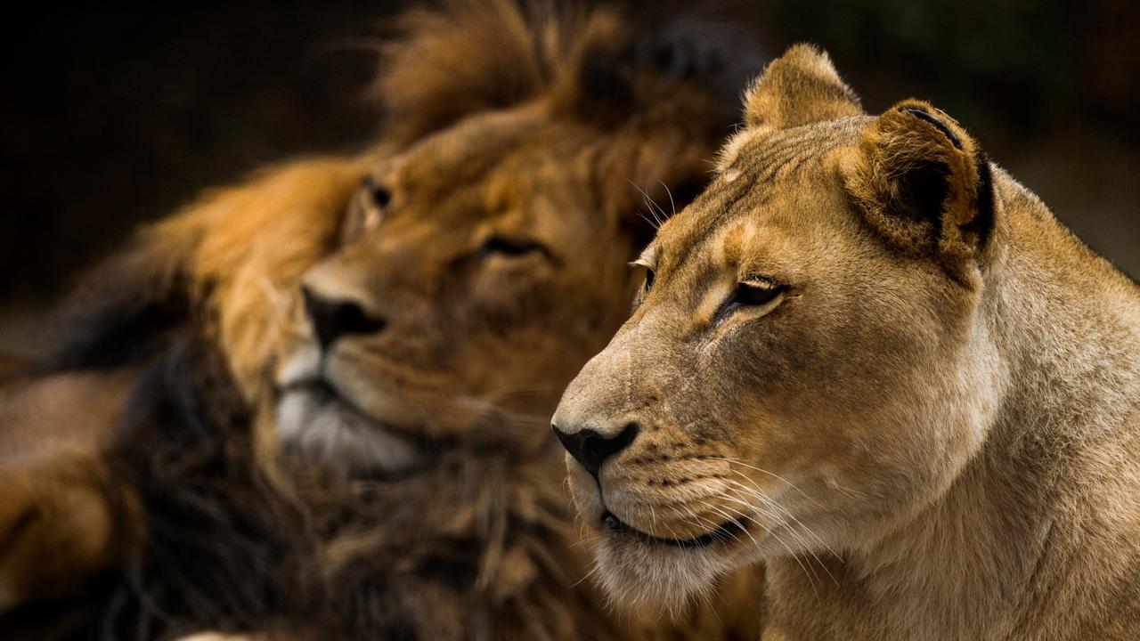 Adelaide Zoo has announced the death of its African lion pair – male Mujambi, who was 19, and female Amani, 23. Picture: Adrian Mann/Zoos SA