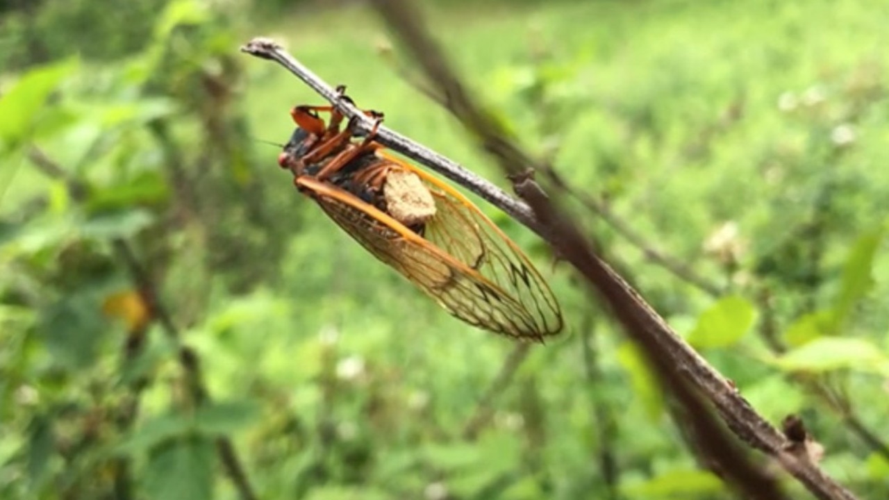 A “zombie” cicada infected with a fungal disease. Picture: West Virginia University Photo