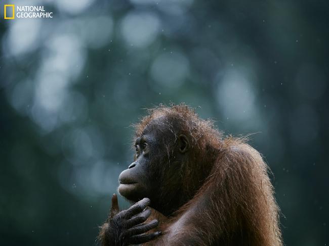 Orphan Orangutan ... The island of Borneo, which is split between the countries of Malaysia, Indonesia, and Brunei, was once covered with a lush tropical rainforest, but in the wake of ongoing deforestation and the expansion of plantation farming, the habitats of the islandís endemic and endangered species are being destroyed rapidly. Relentless deforestation has precipitated the loss of 90% of the orangutan population in 100 years. At this rate, some expect this species to become extinct within the next 20 years. Picture: Yosuke Kashiwakura/2016 National Geographic Nature Photographer of the Year